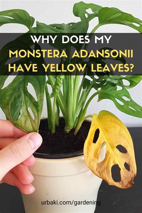 Why is my monstera turning yellow. Things To Know About Why is my monstera turning yellow. 